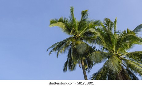 Tilted coconut tree with space on left isolated on a blue sky.