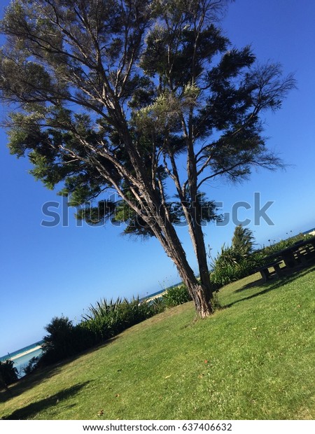 Tilted\
image of a tree in summer. Beautiful green tree growing on a green\
lawn and blue sky dividing the photo in\
half.
