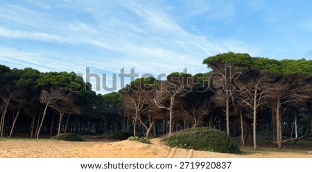 tilted pine on the sandy beach 