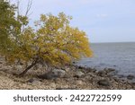 tilted tree on rocky lakeshore awash in autumn yellow leaves