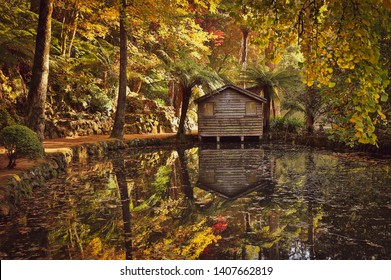 Bilder Stockfoton Och Vektorer Med Treefern Forest Shutterstock