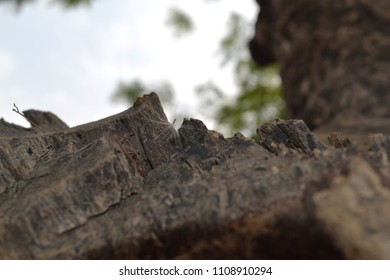 a timber cut closeup
