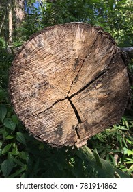 Timber cut transverse