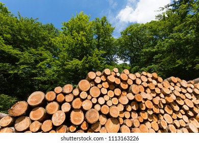 66,276 Sustainability Forest Images, Stock Photos & Vectors | Shutterstock