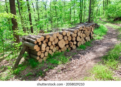 Timber Logs In The Forest . Pile Of Wooden Logs In The Woodland