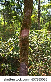 Timber with a moss up.