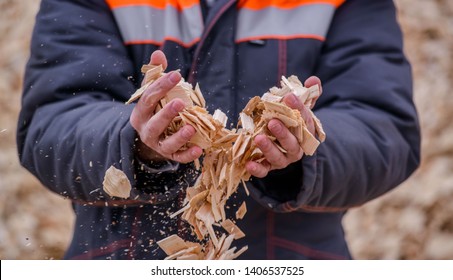 Timber Processing Wood Chips In Worker's Hands