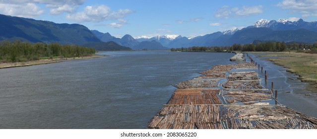 Timber Rafts Stored On Pitt River         