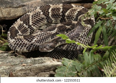 Timber Rattlesnake