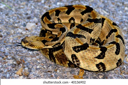 Timber Rattlesnake