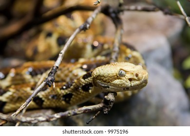 Timber Rattlesnake