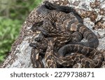 Timber rattlesnake birthing rookery from New York 