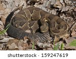 Timber Rattlesnake, Black Phase - Photographed in Elk State Forest, Pennsylvania