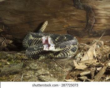 Timber Rattlesnake, Crotalis Horridus, Coiled And Ready To Strike, Showing Fangs, Northeastern United States, Controlled Situation