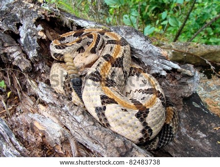 Similar – Image, Stock Photo rare meadow viper in natural habitat