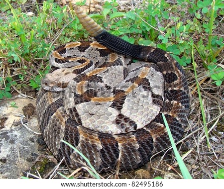 Similar – Image, Stock Photo rare meadow viper in natural habitat