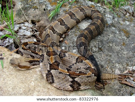 Similar – Image, Stock Photo rare meadow viper in natural habitat