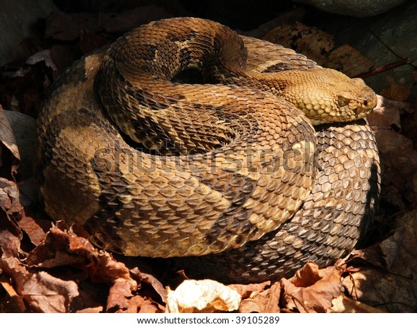 Timber Rattlesnake Crotalus Horridus Stock Photo 39105289 | Shutterstock