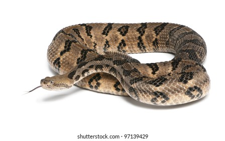 6,383 Rattlesnake white background Images, Stock Photos & Vectors ...