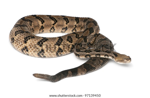 Timber Rattlesnake Crotalus Horridus Atricaudatus Poisonous Stock Photo ...