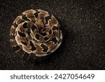 Timber rattlesnake (Crotalus horridus) coiled close up