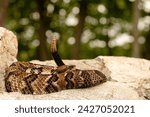 Timber rattlesnake (Crotalus horridus) full body shot