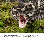 Timber Rattlesnake, Crotalus horridus, Pennsylvania, United States