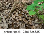 A timber rattlesnake (Crotalus horridus) is pictured in its natural habitat, curled up and blending in with its surroundings