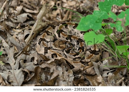 A timber rattlesnake (Crotalus horridus) is pictured in its natural habitat, curled up and blending in with its surroundings