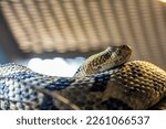 Timber rattlesnake (Crotalus horridus) is a species of pit viper endemic to eastern North America.
 it is venomous, with a very toxic bite.