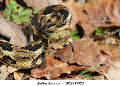 Timber Rattlesnake Ready To Strike 