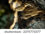 Timber rattlesnake at sunset coiled in a den crevice 