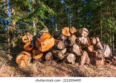 Timber Stack At The Forest Edge