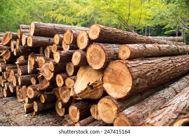 timber texture - Shutterstock ID 247415164