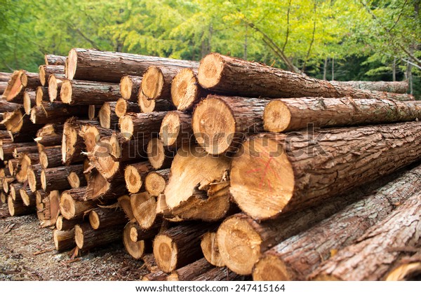 timber\
texture