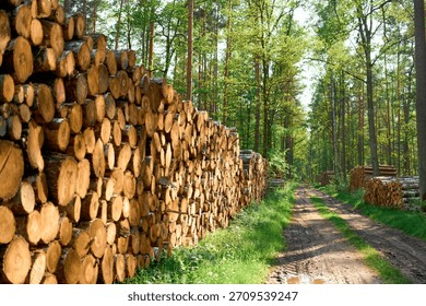 Timber trunks cut and stacked in forest
