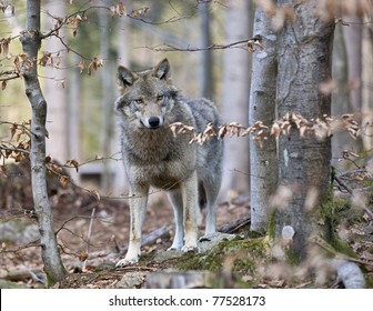 Timber Wolf (Canis Lupus)