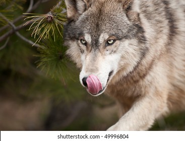 timber-wolf-canis-lupus-licks-260nw-49996804.jpg