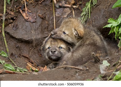 Timber Wolf or grey wolf Canis lupus pups playing near their den in Canada