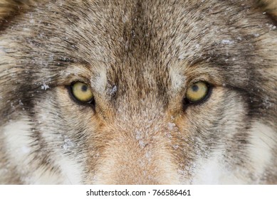 Timber Wolf Or Grey Wolf Canis Lupus With Yellow Eyes Closeup In Winter Snow In Canada