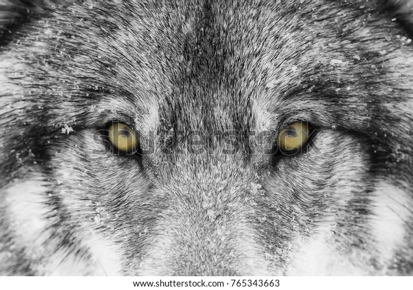 カナダの冬の雪の中で黄色い目を接したオオカミまたはオオカミのオオカミのオオカミ の写真素材 今すぐ編集