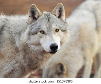 timber wolf head shot portrait looking, yellowstone national park, montana, usa. hunter wild dog predator 
