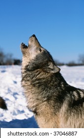 Timber Wolf Howl