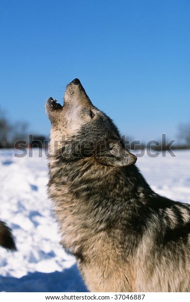 Timber Wolf Howl Stock Photo (Edit Now) 37046887