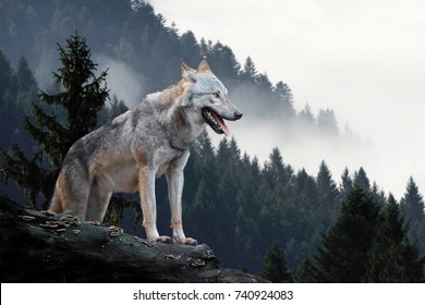 Timber wolf hunting in mountain - Shutterstock ID 740924083