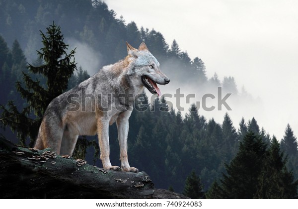 Timber wolf hunting in\
mountain