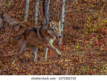 Timber Wolf North America Stock Photo 1575302710 | Shutterstock