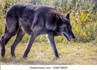 533 Wolf Prowl Images, Stock Photos & Vectors | Shutterstock