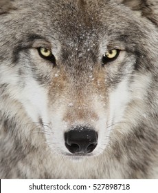 Портрет лесоматериалов волка. Крупным планом фото угрожающего волка с желтыми глазами