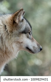 Timber Wolf Profile 